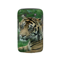 Sumatra Tiger On Your Blackberry Bold Case