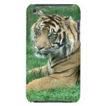 Sumatra Tiger On Your iPod Touch Case-Mate