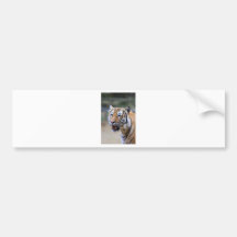 Sumatran Tiger Bumper Sticker