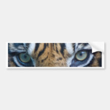 Sumatran tiger bumper stickers