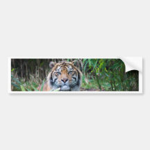 Sumatran tiger bumper stickers