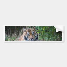Sumatran tiger bumper stickers