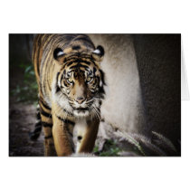 Sumatran Tiger Cards
