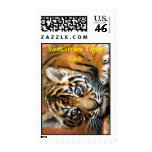 Sumatran Tiger Cub Postage