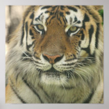 Sumatran Tiger Poster