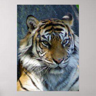 Sumatran Tiger print print
