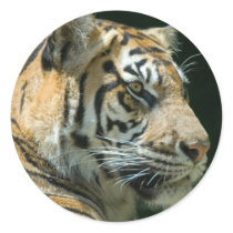 Sumatran Tiger stickers