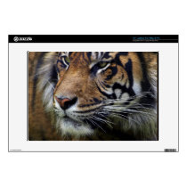 Sumatran Tiger Wild Animal Big Cat-Lover Decals For Laptops