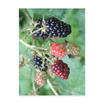Summary Description Blackberries in a range of rip Post Cards