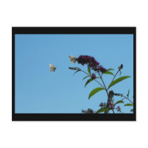 ~ Summer 20 ~ Post Card