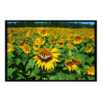 Summer Afternoon posters