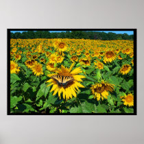 Summer Afternoon Poster