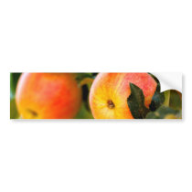 Summer Apples Bumper Stickers