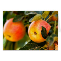 Summer Apples Greeting Card