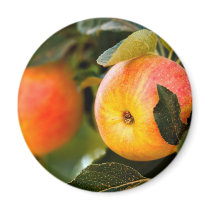 Summer Apples Magnet