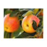 Summer Apples Postcards