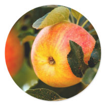 Summer Apples Round Stickers