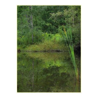 Summer at the Pond print