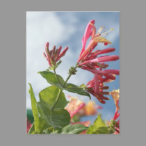 Summer Beauty postcards by sharpcreations Summer Beauty postcards