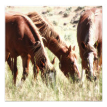 Summer Blondes photography