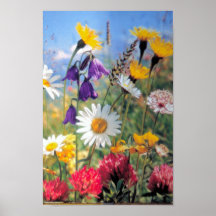 Summer Blooms Posters