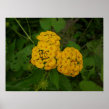 Summer Blooms Posters