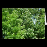 Summer Breeze cards