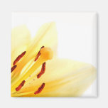 "Summer Breeze" Floral Magnet magnets