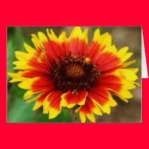 Summer Carnival cards