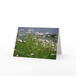 Summer Daisy-Card cards