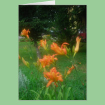 Summer daylilies cards