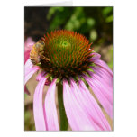 Summer Echinacea with Bee Card cards
