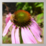 Summer Echinacea with Bee Poster posters