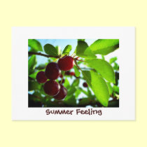 Summer feeling - red cherries postcards