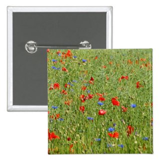 Summer field with red and blue flowers