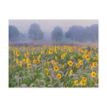 Summer fields postcards