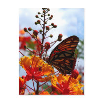 Summer Fiesta photo by JLH Postcards
