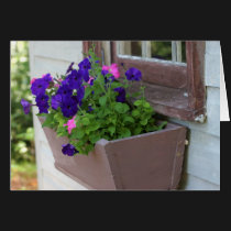 Summer flower box - blank card by clarionphoto Summer flower box - blank card