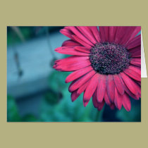 Summer Flower cards