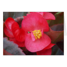 Summer Flowers Greeting Cards