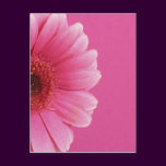 Summer Flowers