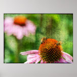 Summer Garden Echinacea Poster