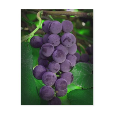 Summer Grapes Postcards by nextfstop