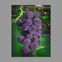 Summer Grapes postcards by nextfstop Summer Grapes postcards