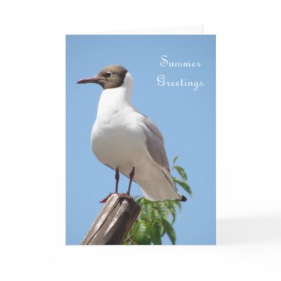 Summer Greetings Bird Card by mmersdesign