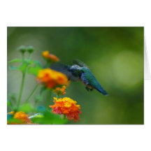 Summer Humming Greeting Card