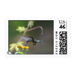 Summer Humming postage