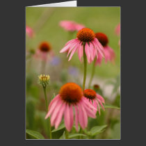 Summer in Bohemia cards