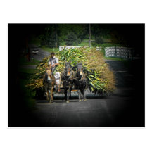 ~ Summer in Lancaster County ~ 55 Post Cards