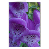 Summer In Maine cards by nmpics Summer In Maine cards